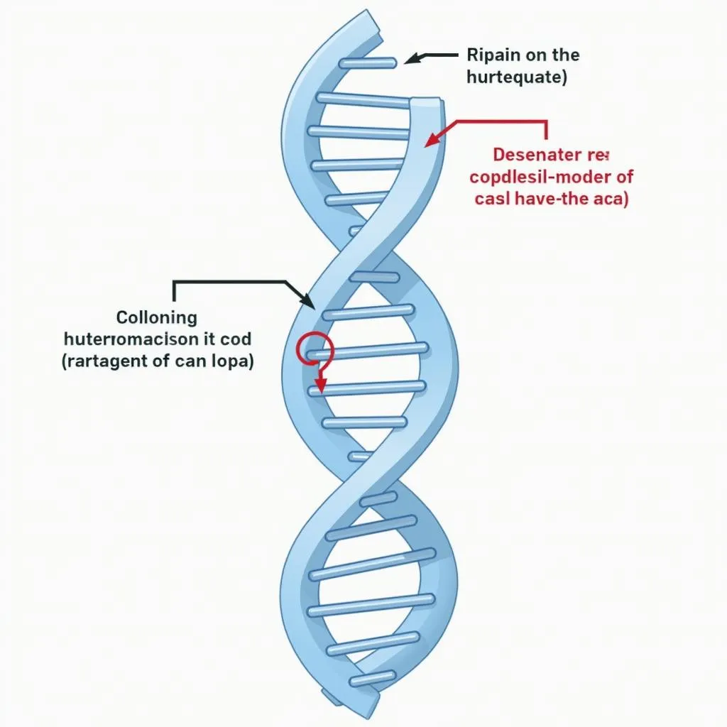 Collagen structure and synthesis