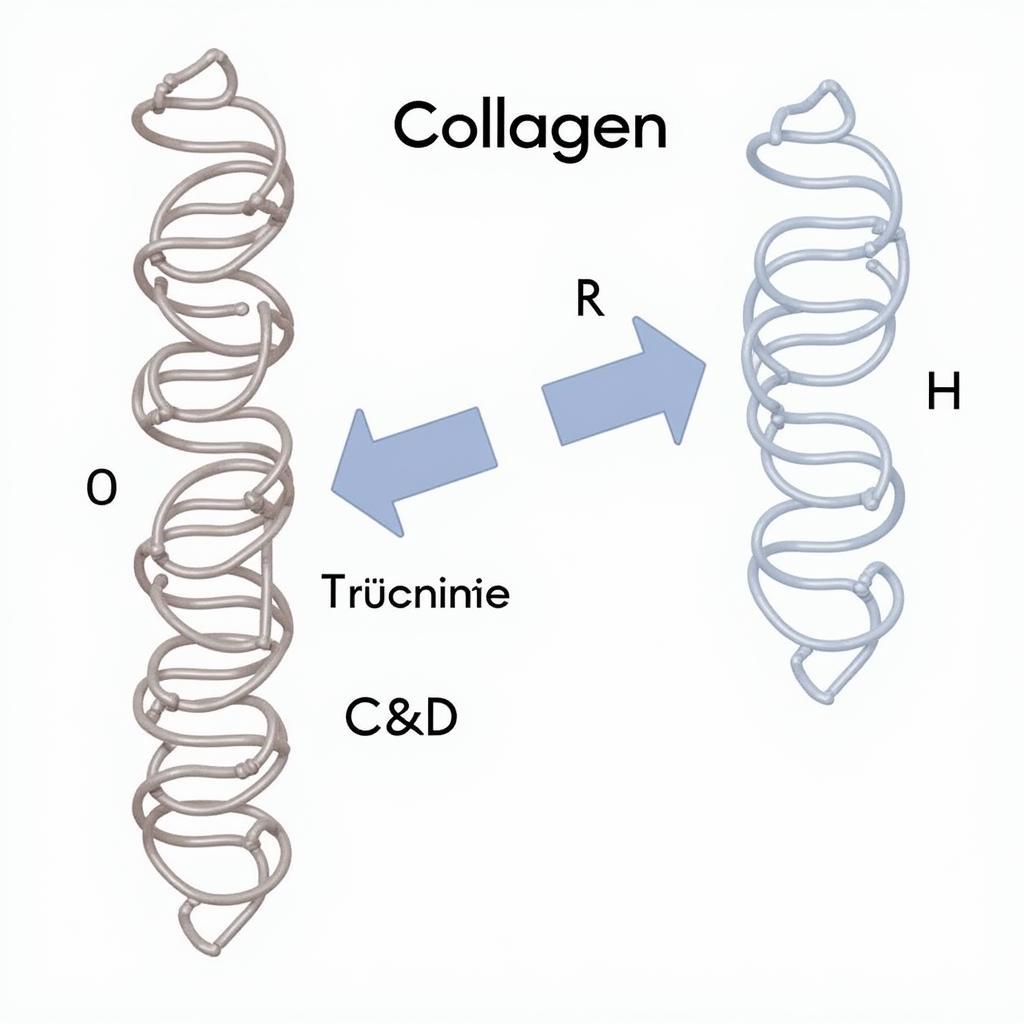 Danh pháp IUPAC và collagen: Minh họa cấu trúc phân tử collagen và cách đặt tên theo IUPAC.