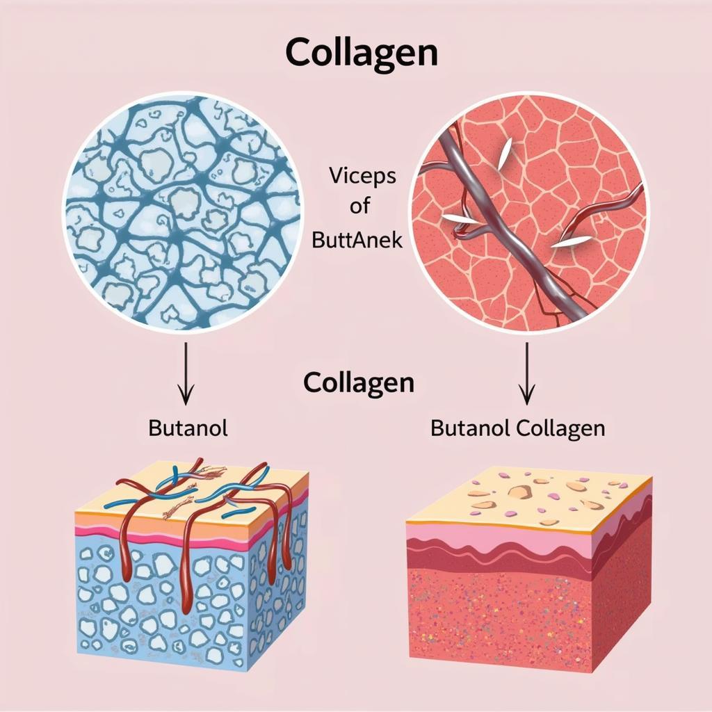 Butanol và Collagen