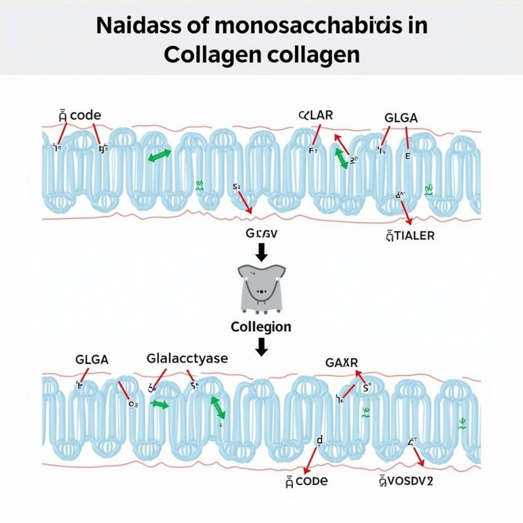 Monosaccharide và Collagen